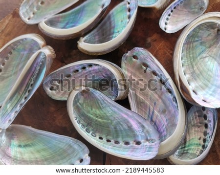 Closeup with abalone shell clean and shine ready to make jewelry. Common name for any of a group of small to very large marine gastropod molluscs in the family Haliotidae. Balambangan Island, Kudat. Royalty-Free Stock Photo #2189445583