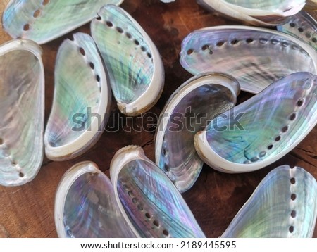 Closeup with abalone shell clean and shine ready to make jewelry. Common name for any of a group of small to very large marine gastropod molluscs in the family Haliotidae. Balambangan Island, Kudat. Royalty-Free Stock Photo #2189445595