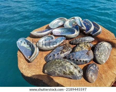 Closeup with abalone shell clean and shine ready to make jewelry. Common name for any of a group of small to very large marine gastropod molluscs in the family Haliotidae. Balambangan Island, Kudat. Royalty-Free Stock Photo #2189445597