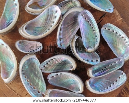 Closeup with abalone shell clean and shine ready to make jewelry. Common name for any of a group of small to very large marine gastropod molluscs in the family Haliotidae. Balambangan Island, Kudat. Royalty-Free Stock Photo #2189446377