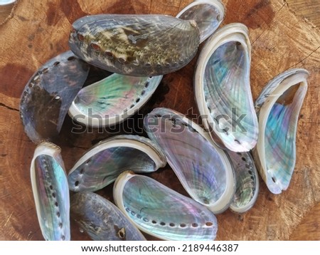 Closeup with abalone shell clean and shine ready to make jewelry. Common name for any of a group of small to very large marine gastropod molluscs in the family Haliotidae. Balambangan Island, Kudat. Royalty-Free Stock Photo #2189446387