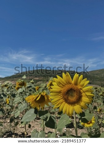 This is a pic of sunflowers, mountain hills, blue sky,it is beautiful view of nature ,it is use for background, posters, banners etc 