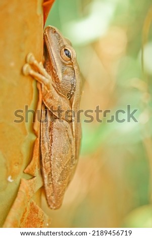 picture of a Indonesian yellow tree frog side view with blurry background.

