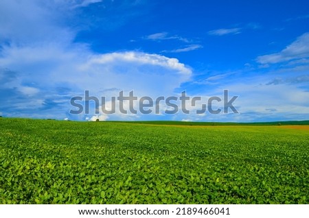 green plantations and a beautiful blue sky with clouds