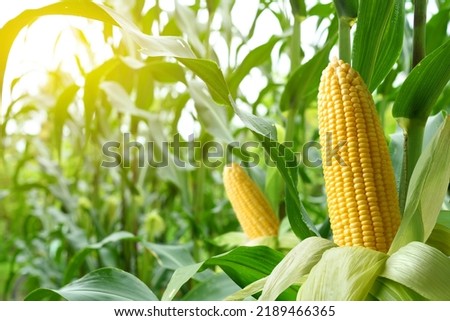 Close-up corn cobs in corn plantation field. Royalty-Free Stock Photo #2189466365