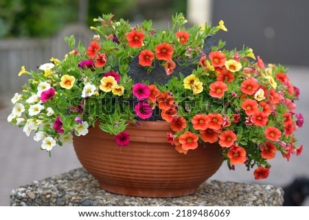 Million Bells with red, white and yellow flowers Royalty-Free Stock Photo #2189486069