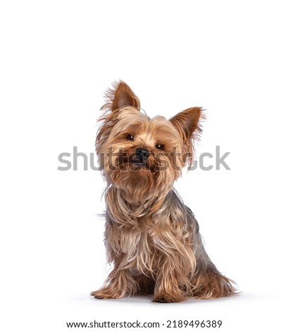 Scruffy adult blue gold Yorkshire terrier dog, sitting up facing front Looking towards camera and smiling. Isolated on a white background. Royalty-Free Stock Photo #2189496389