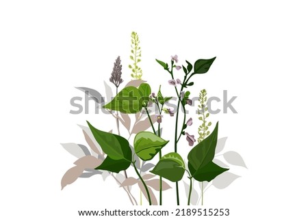 Vector botanical illustration. Curly beans with purple flowers, green twigs, leaves and herbs. Floral bouquet for decorating cards, banners, templates and more.