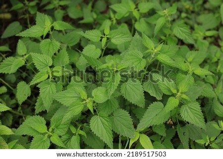 Nettle with fluffy green leaves. Background Plant nettle grows in the ground. Nettle on a natural background