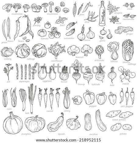 Big collection of hand-drawn vegetables and spices, vector illustration in vintage style.  Royalty-Free Stock Photo #218952115