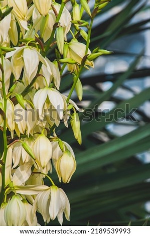 A Yucca Flower in a Close-up Shot with green unfocused background