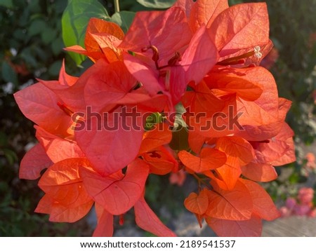 pictures of red flowers in the afternoon