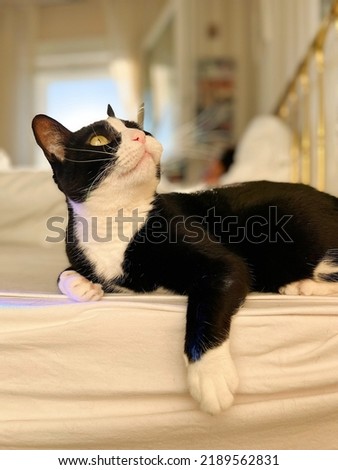 Black and white cat playing in the bedroom