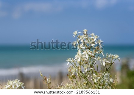 sea view in blue background with blue sky and white wild flowers in the foreground. This picture can be placed in a nice frame for the interior decoration of a house