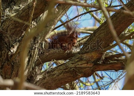 Squirrel caught napping on its branch after eating nuts. The jewels of nature