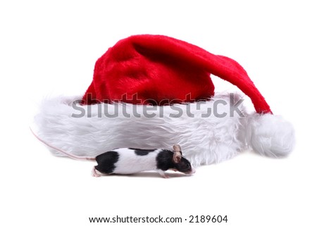 Little mouse and Santa hat