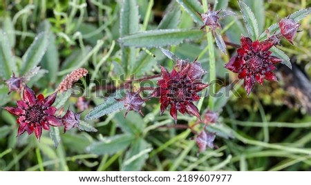 Bright red marsh cinquefoils flowering Royalty-Free Stock Photo #2189607977