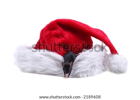 Little mouse on Santa hat