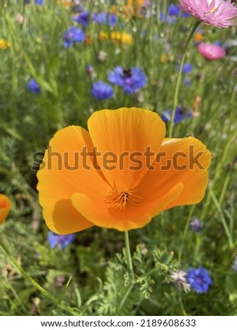 California poppy in a bright orange color. A great flower for pollinators.