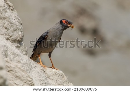 bank myna  is a myna found in the northern parts of South Asia.