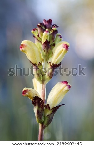 Yellow moor-king flowering with big  flowers  Royalty-Free Stock Photo #2189609445