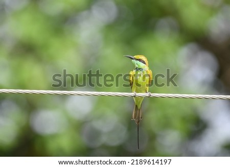Portraits of the Green Bee Eater