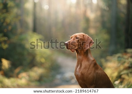 Hungarian Vizsla in the autumn forest. Pet in leaf fall. Atmospheric photo in nature Royalty-Free Stock Photo #2189614767