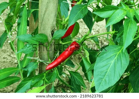 fresh red chili pepper or chillies on plant in garden