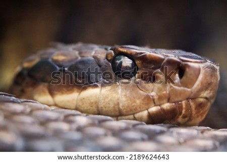 Cottonmouth Water Moccasin Close up
