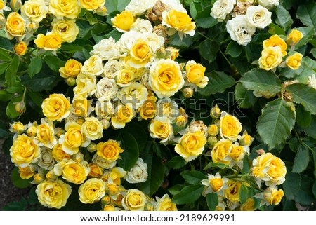 Many small yellow rose flowers on the branches of a rose bush on a summer day. Background, gardening, good care of rose bush.