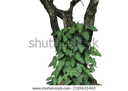 Green leaves tropical foliage plant Philodendron green emerald climbing on jungle rainforest tree trunk isolated on white background with clipping path. Royalty-Free Stock Photo #2189631443