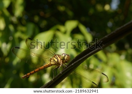 close up dragonfly perched on cable with blur background