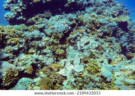 Underwater scenery with corals and fish in background. Diving at Anakao, Madagascar