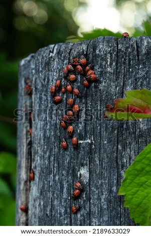 A lot of Pyrrhocoris apterus sits on a tree. The soldier bug or red bug sits on wood