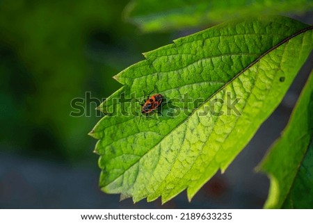 The beetle sits on a leaf. Bedbug soldier