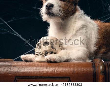 A dog with a scull, Halloween picture, studio shot. High quality photo