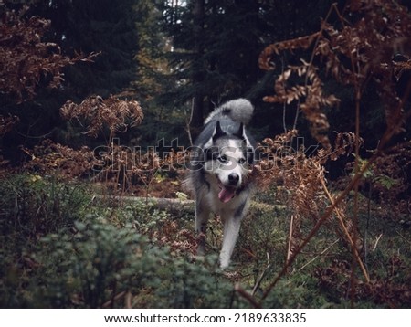 Portrait of a running husky in an autumn forest. High quality photo