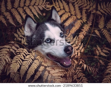Portrait of a husky with fern in a forest. High quality photo