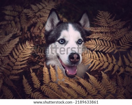 Portrait of a husky with fern in a forest. High quality photo