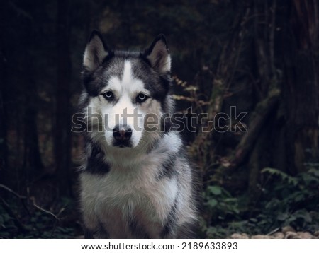 Portrait of a husky in an autumn forest. High quality photo