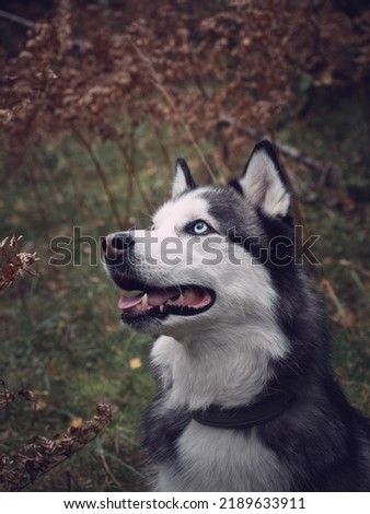 Portrait of a husky in an autumn forest. High quality photo
