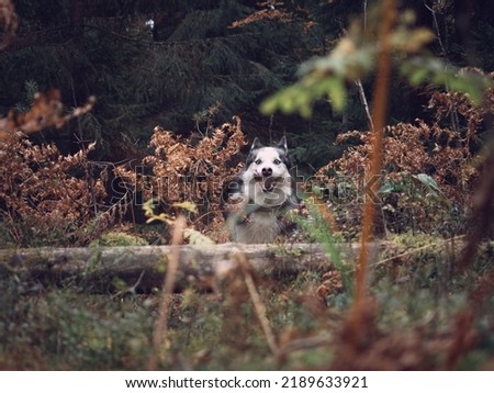 Portrait of a running husky in an autumn forest. High quality photo