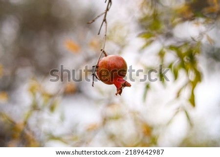 A Pomegranate Hanging From Its Tree 