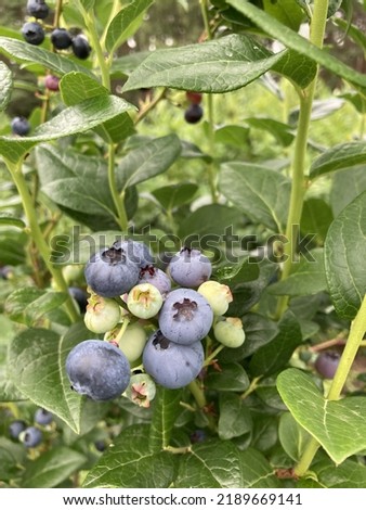 Bunch of berries of northern highbush blueberry, high blueberry (Vaccinium corymbosum) on the shrub. Royalty-Free Stock Photo #2189669141