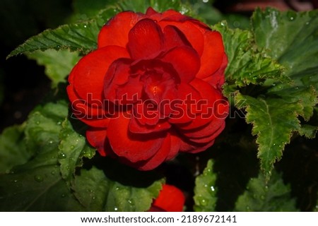 Close-up of a red Begonia flower in bloom