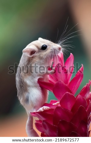 Cute little gerbil on red flowers
