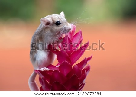 Cute little gerbil on red flowers