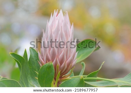 Close up of  King protea bud , Protea cynaroides bud is blooming  in the garden at Hawaii