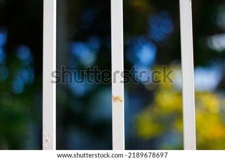 View of a little lizard on a white fence