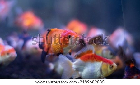 A group of goldfish swimming in the aquarium. Taken with selective focus mode.
